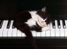 1cat