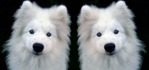 66163_or