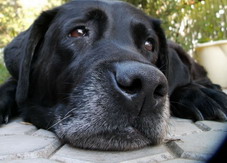 dog0