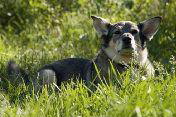 dog_1